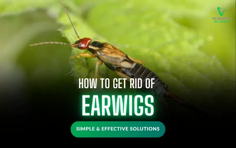 How to Get Rid of Earwigs