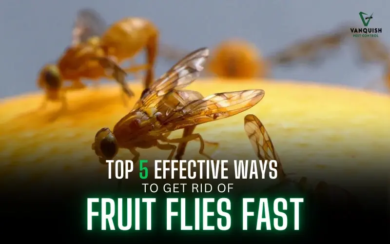 get rid of fruit flies