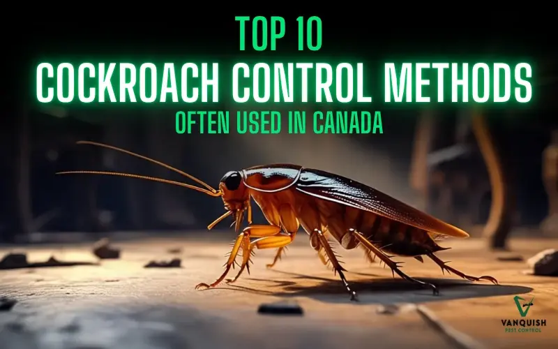 most effective cockroach control methods