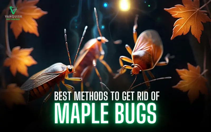 Best Methods to Get Rid of Maple Bugs