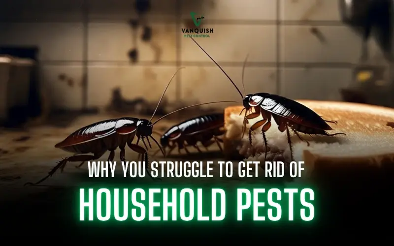 why you struggle to get rid of household pests