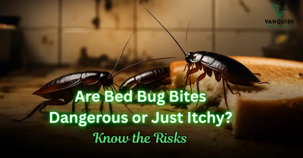 Bed Bug Bites