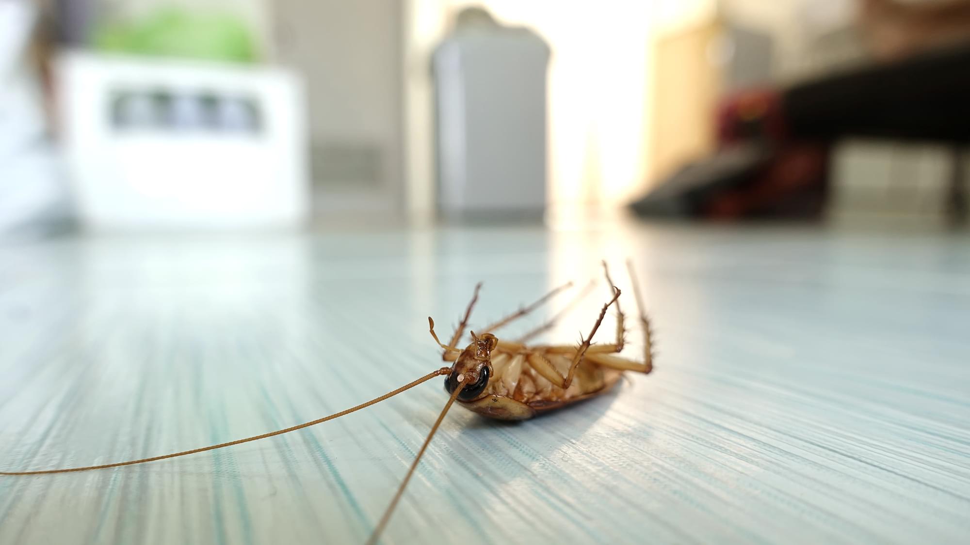 Cockroach Extermination Toronto