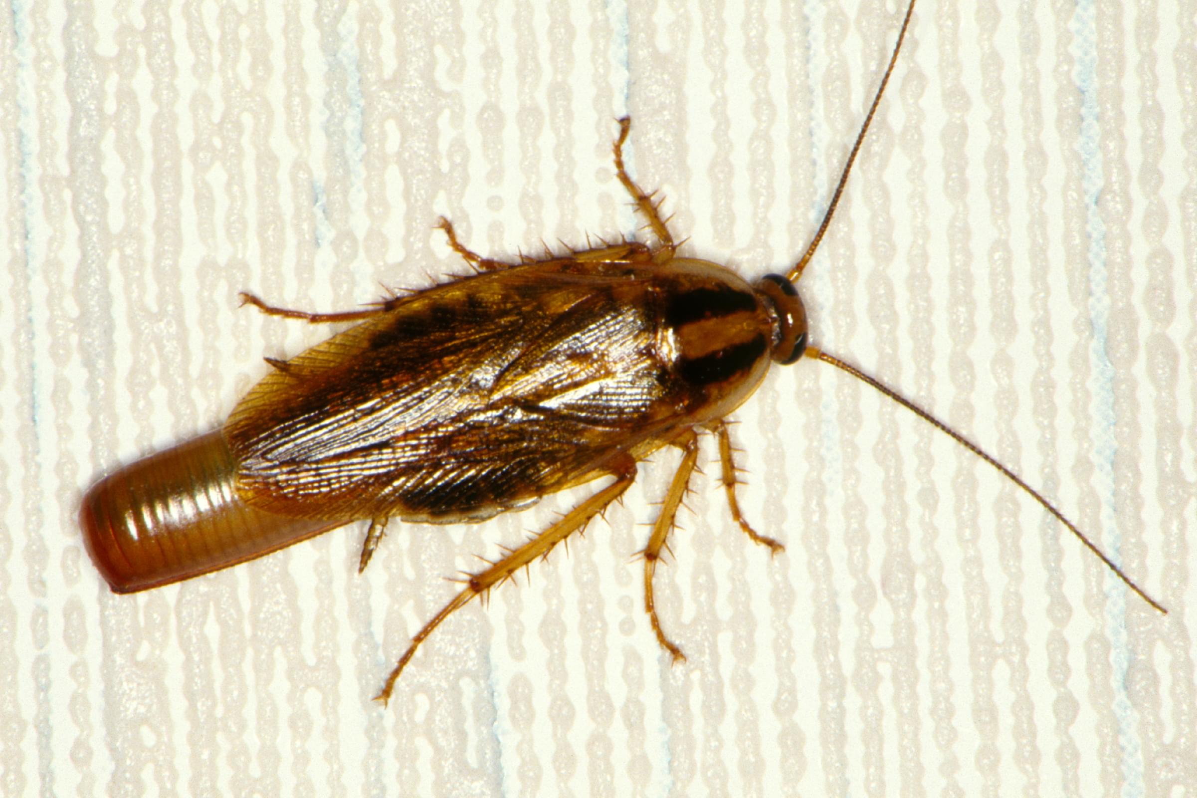 Cockroach Extermination Etobicoke
