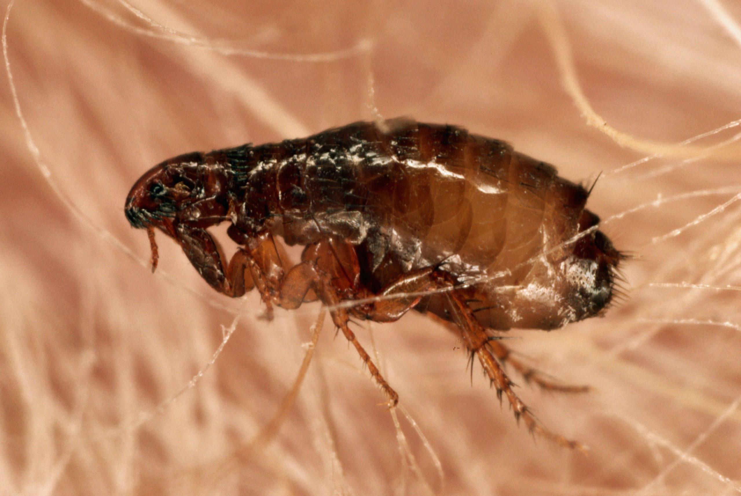 Fleas Extermination in Brampton