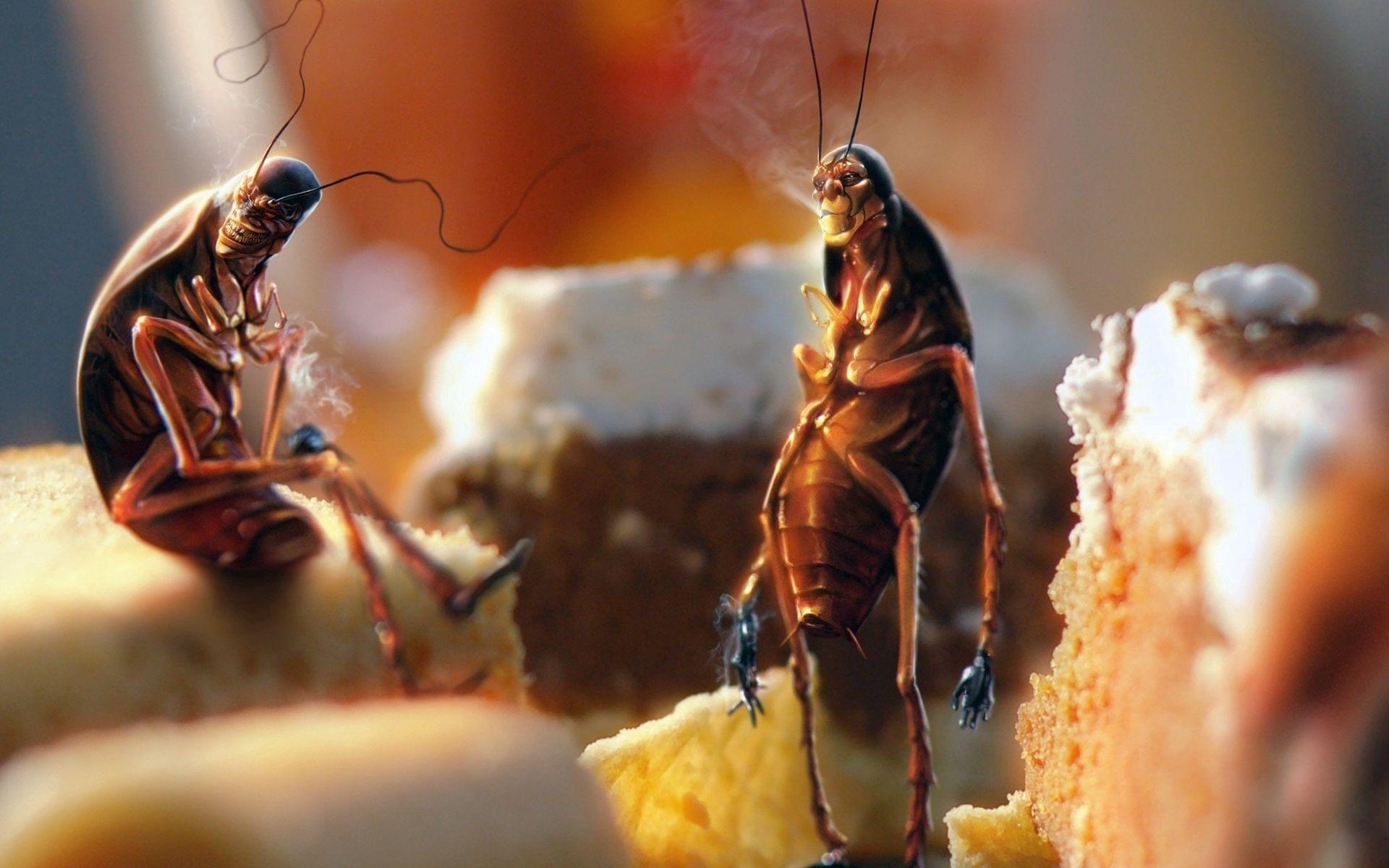 Cockroach Exterminator Brampton