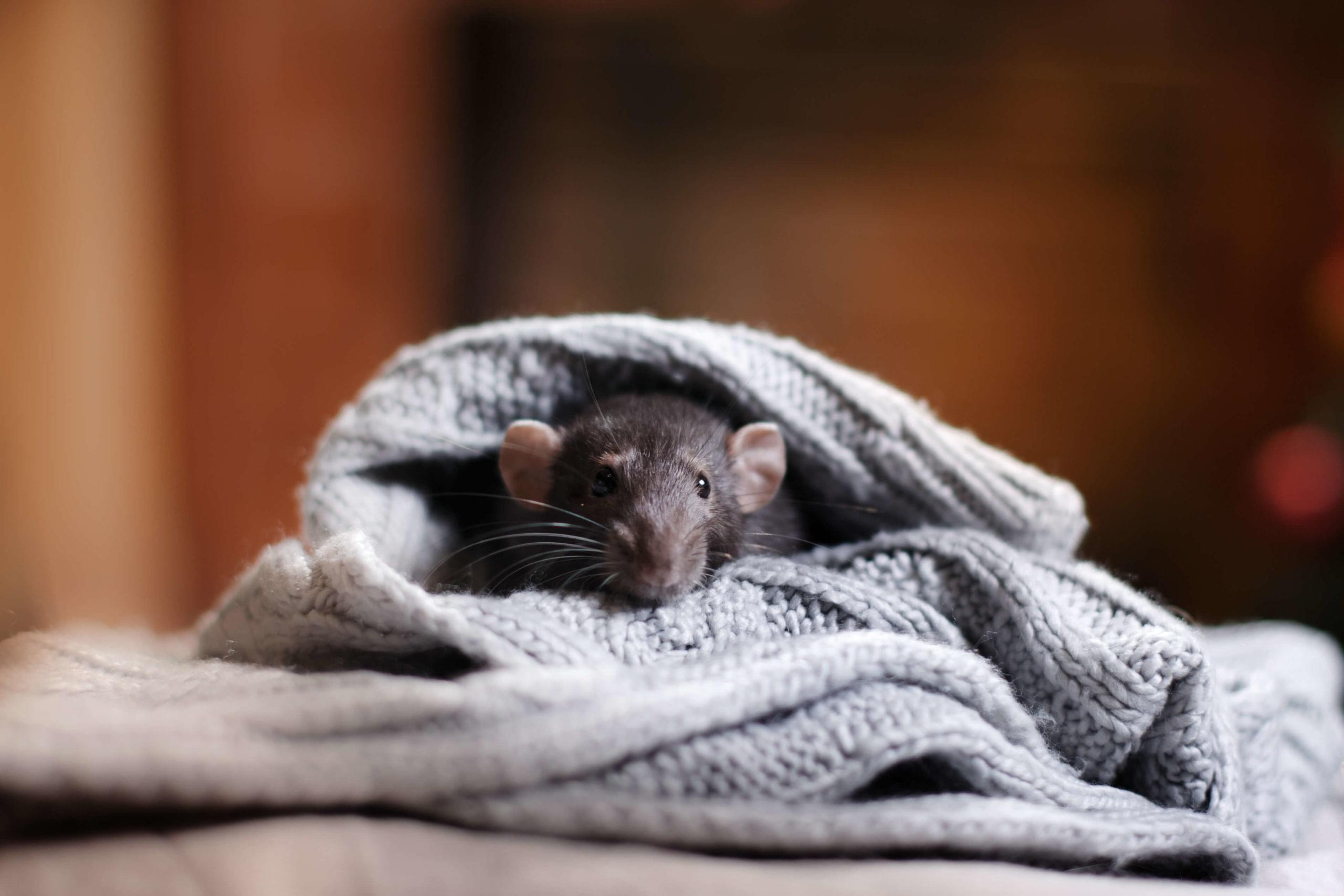 Mice Pest Control Toronto