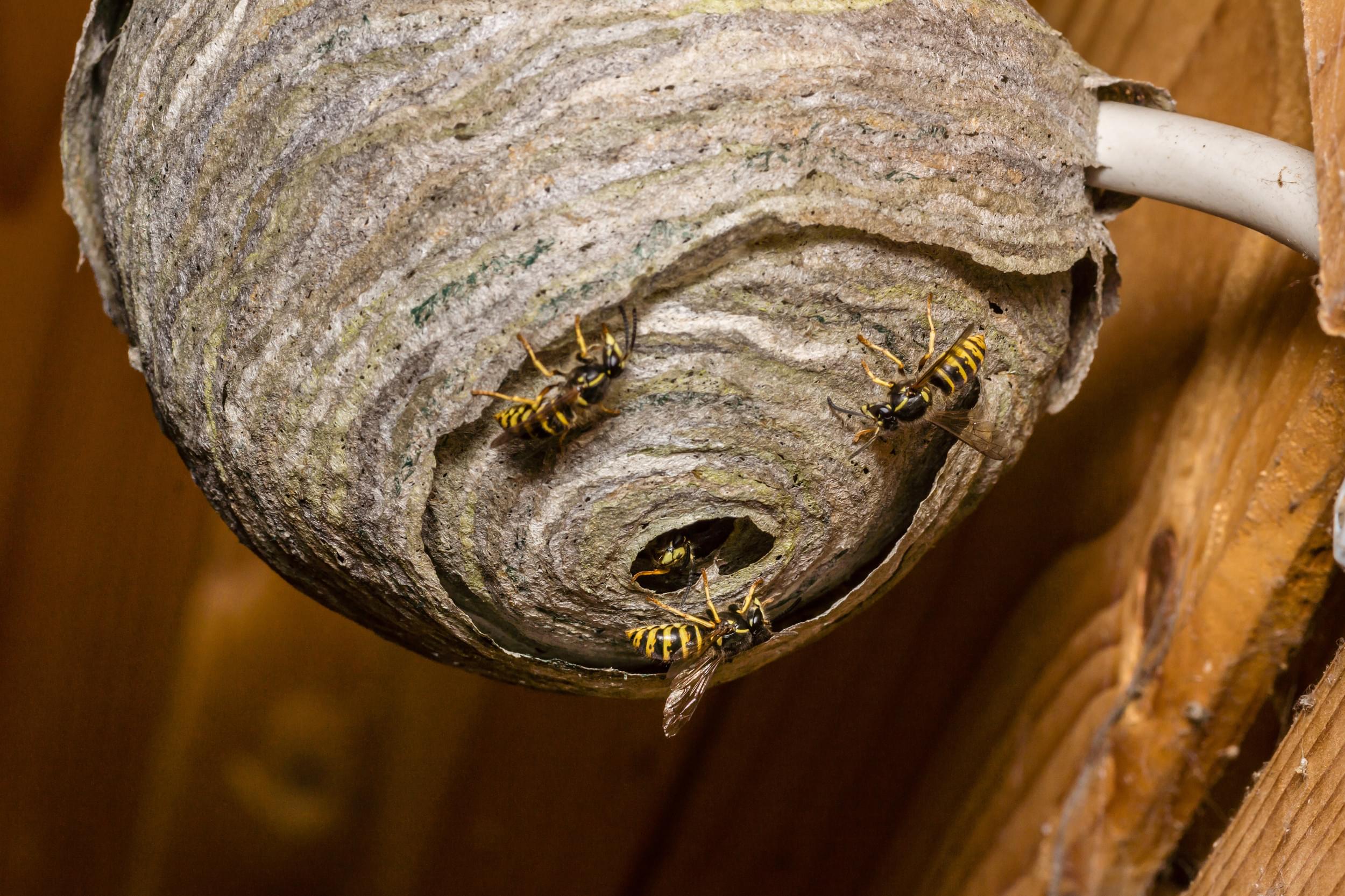 Etobicoke Wasp Nest Removal