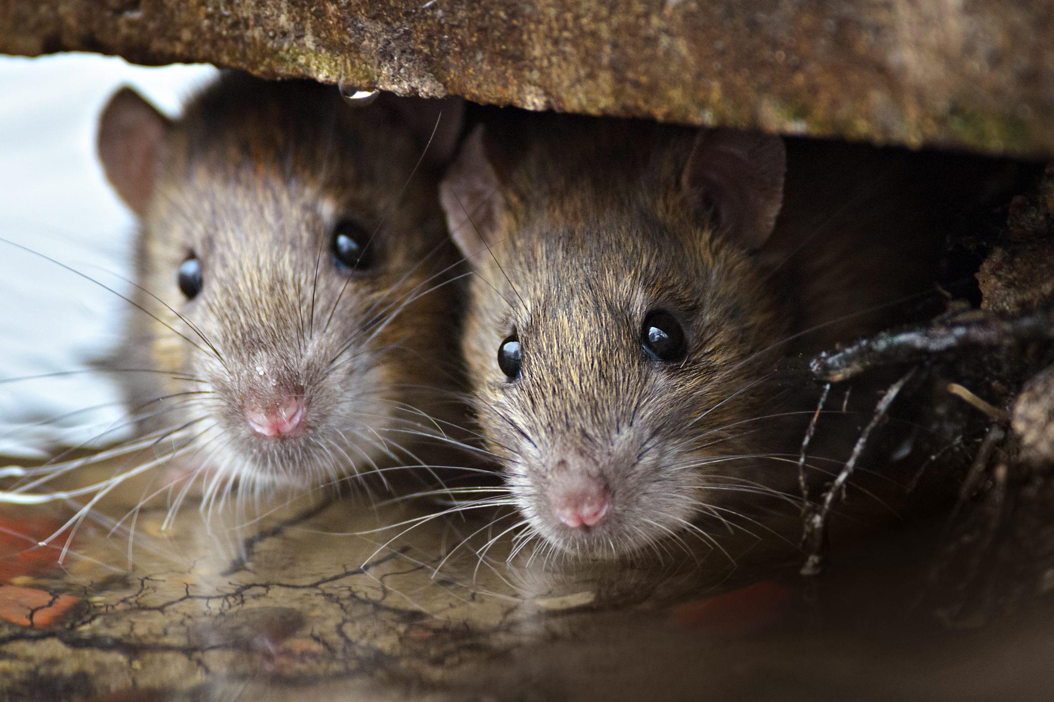 Rats and Mice Extermination Toronto