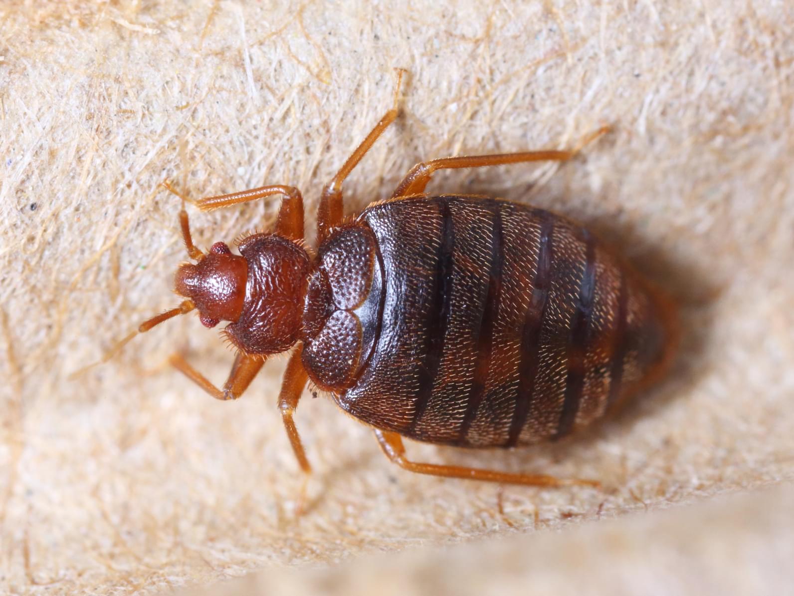 Bed Bugs Toronto