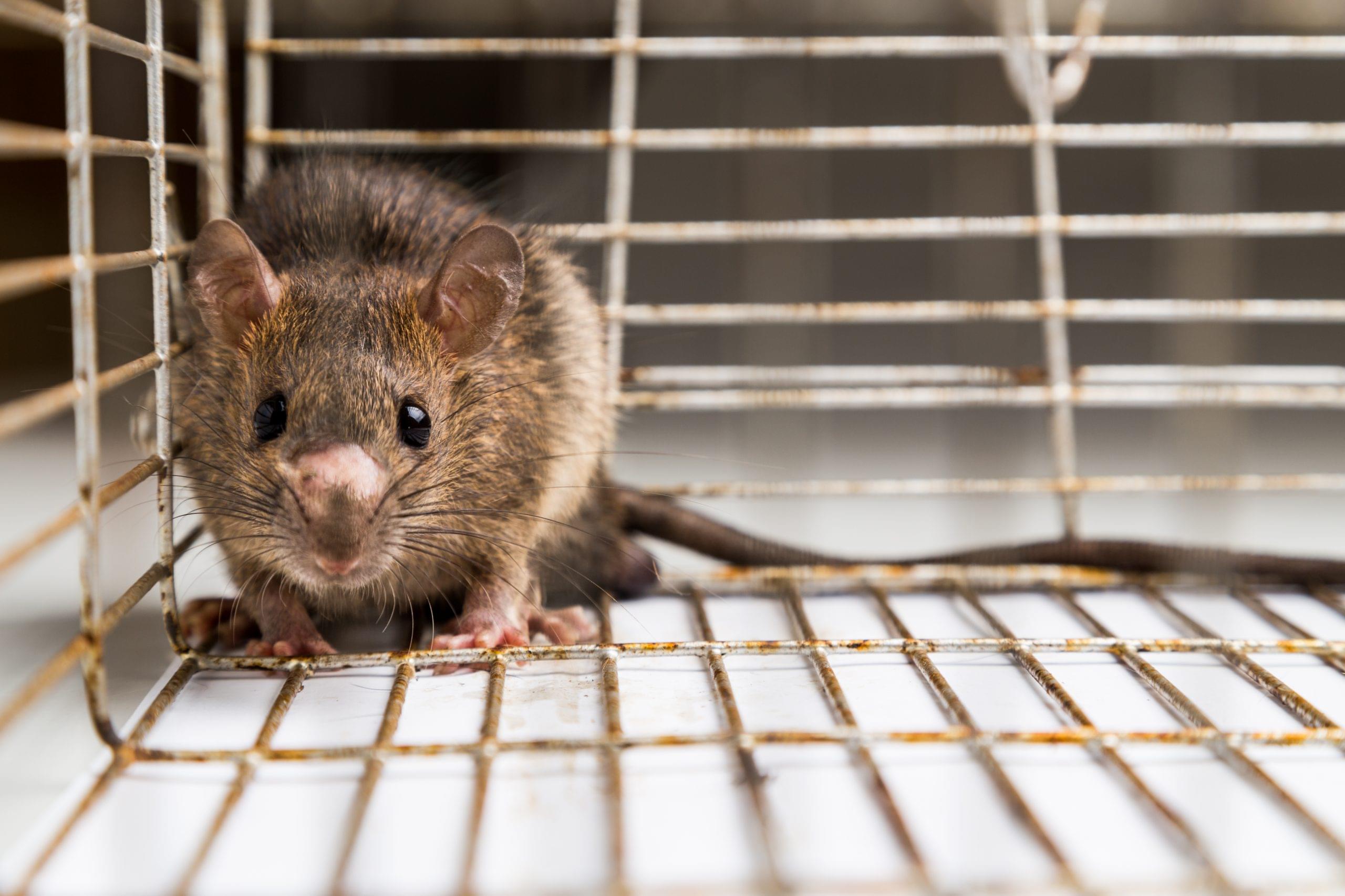 Winter Pests in Toronto