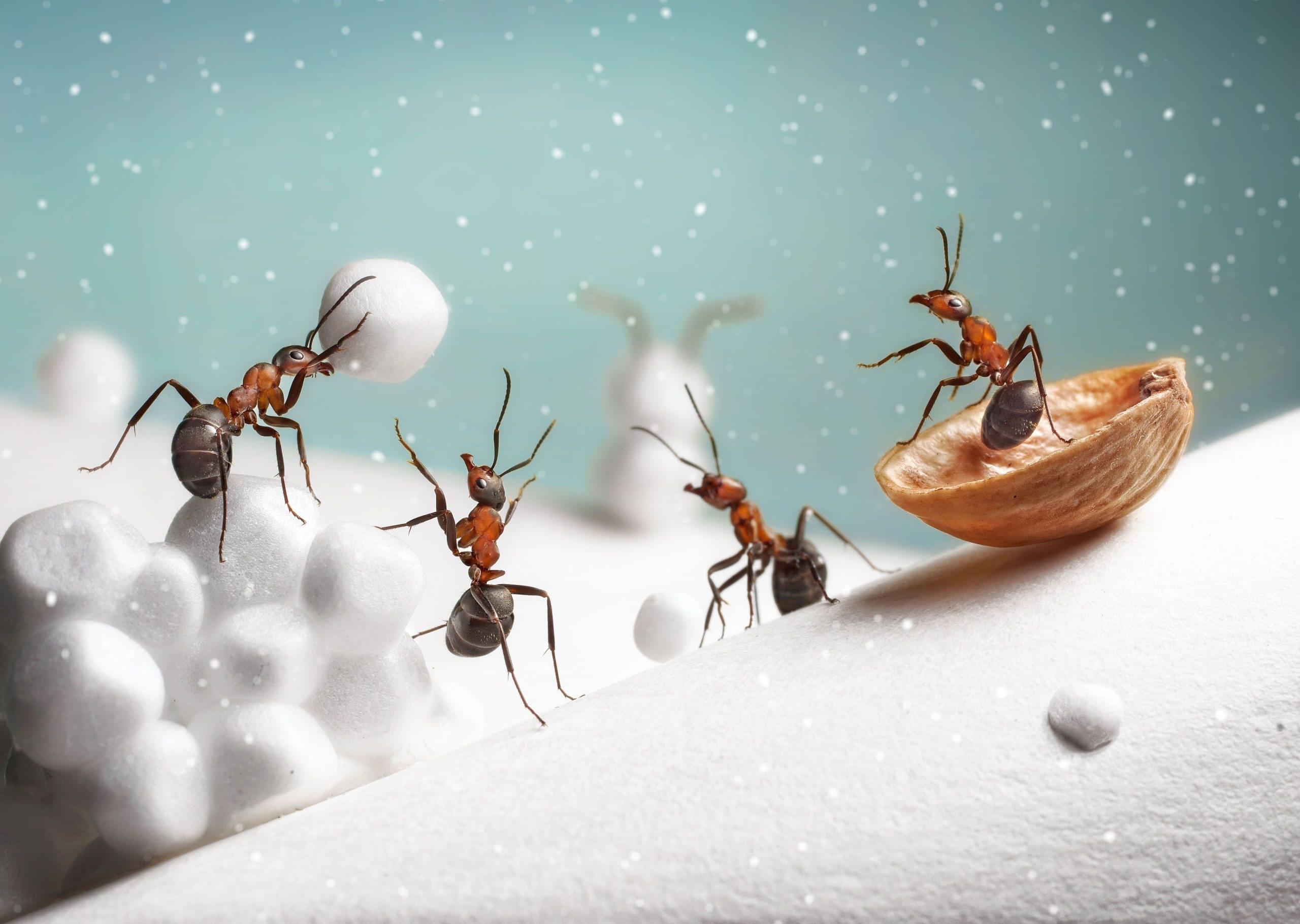 Top 3 Pests Expected This Winter