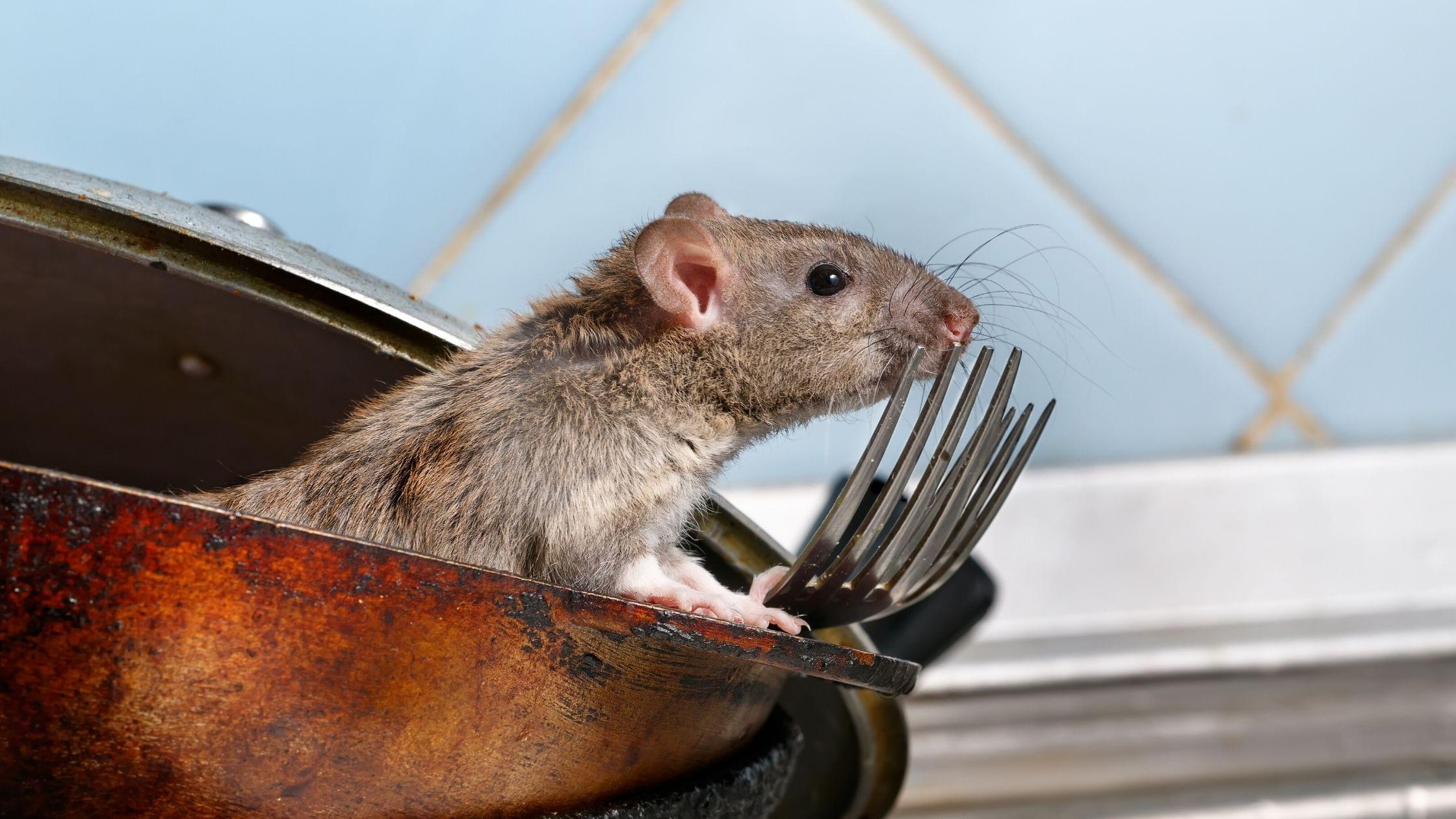 Mice Extermination