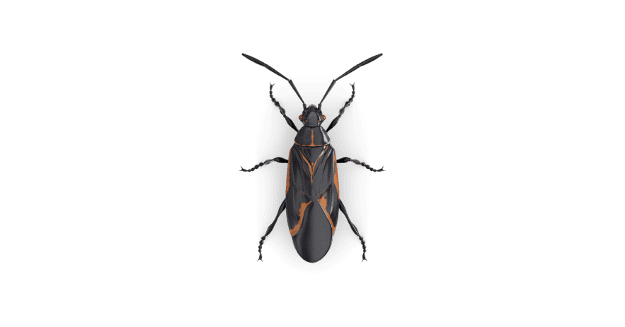 Boxelder Bugs Extermination Service
