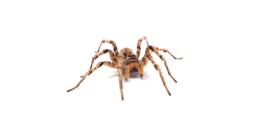 Spiders Extermination
