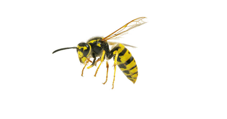 Hornets/Wasps Extermination