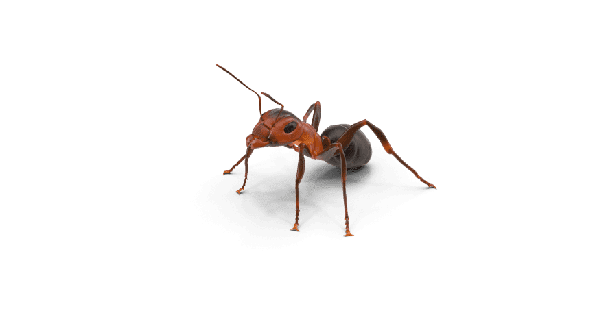 Ant Extermination Service