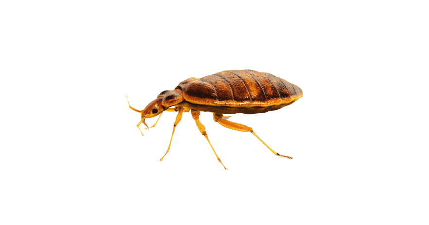 Bed Bugs Extermination