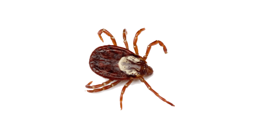 Ticks Extermination Service