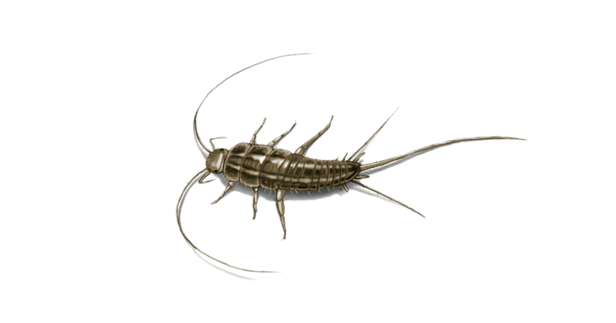Silverfish Extermination