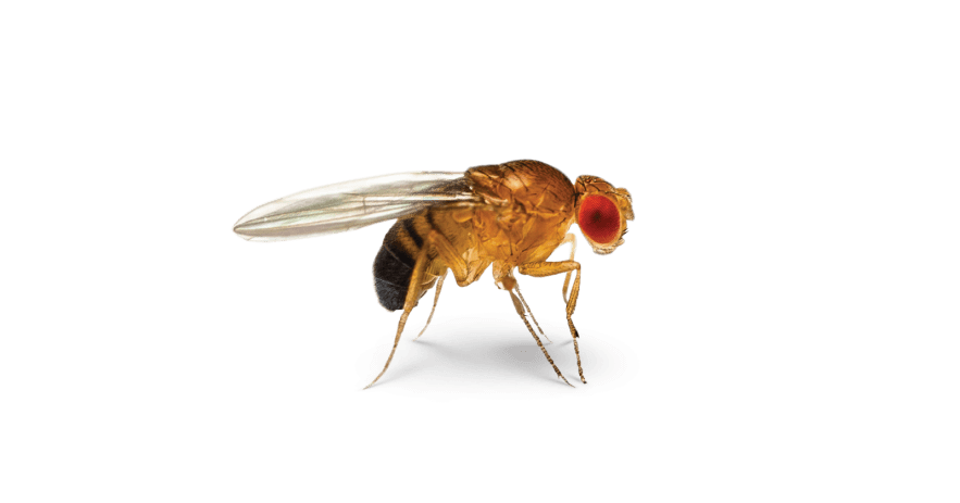 Fruit Flies Extermination