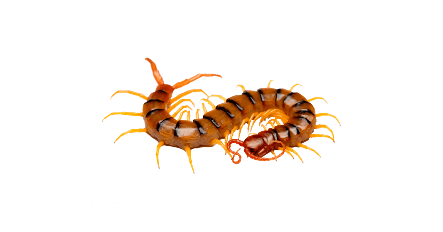 Centipedes Extermination