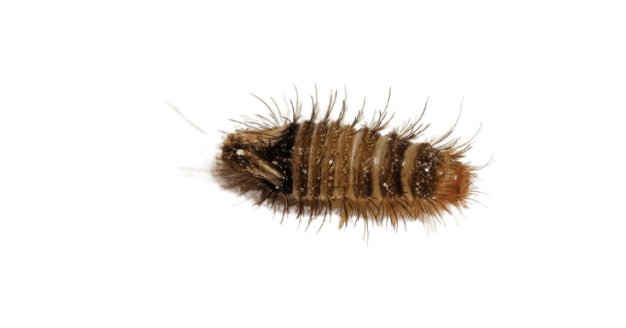 Carpet Beetles Extermination