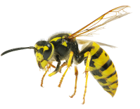 Bee Wasp Control