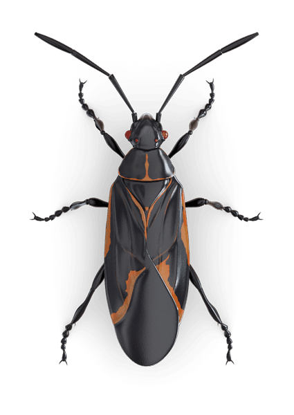 Boxelder Bug