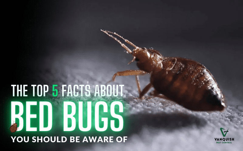 Top 5 Facts About Bed Bugs