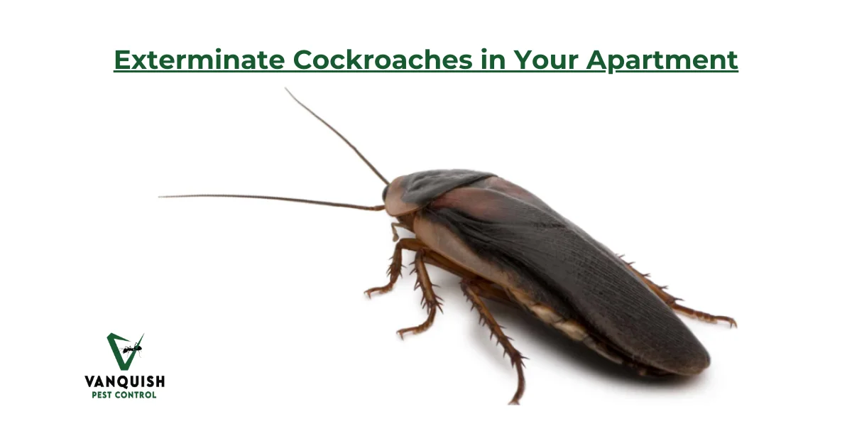 Effective Ways to Exterminate Cockroaches in Apartments