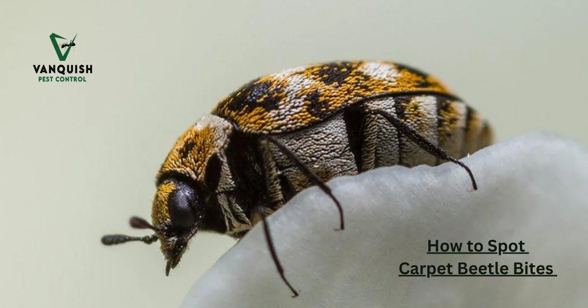 How to Spot Carpet Beetle Bites