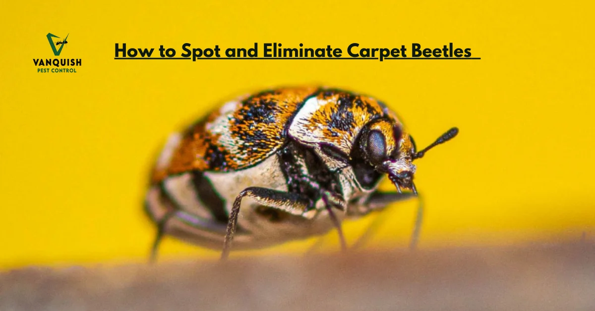 How to Spot and Eliminate Carpet Beetles
