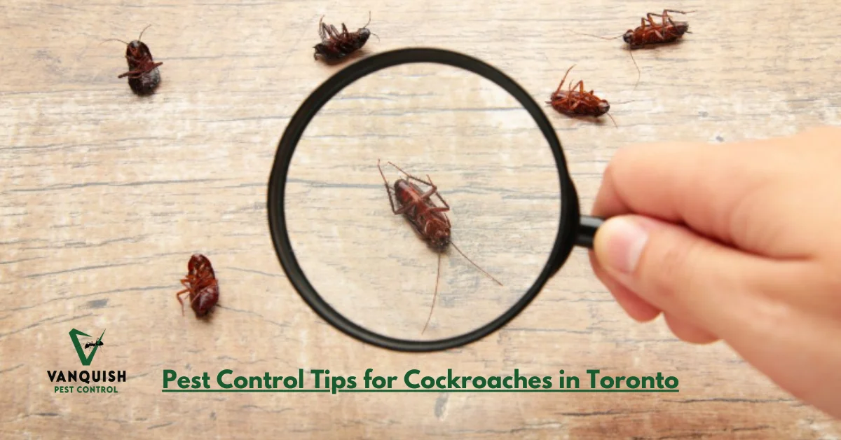 Proven Pest Control Tips for Cockroaches in Toronto