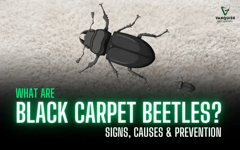black carpet beetles