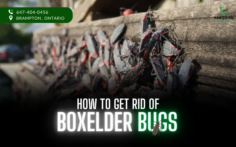 Boxelder Bugs