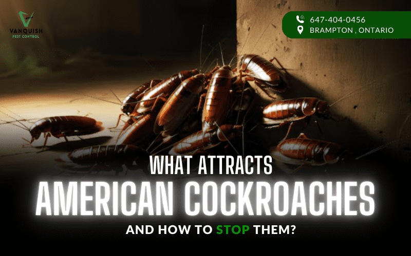 What Attracts American Cockroaches and How to Stop Them