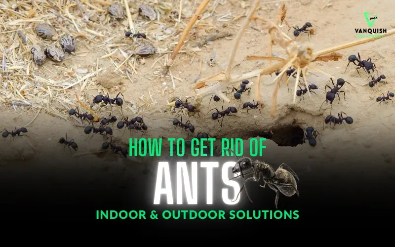 How to Get Rid of Ants