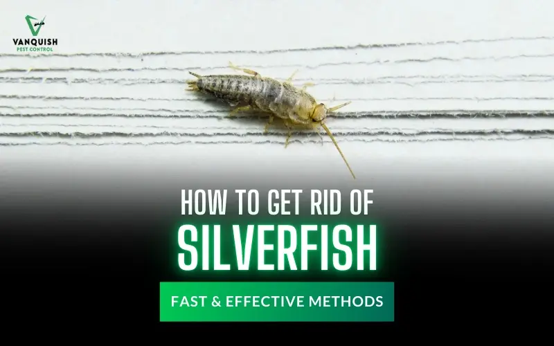 How to Get Rid of Silverfish