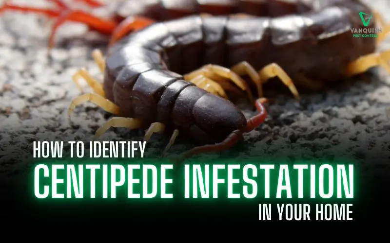 Centipede Infestation