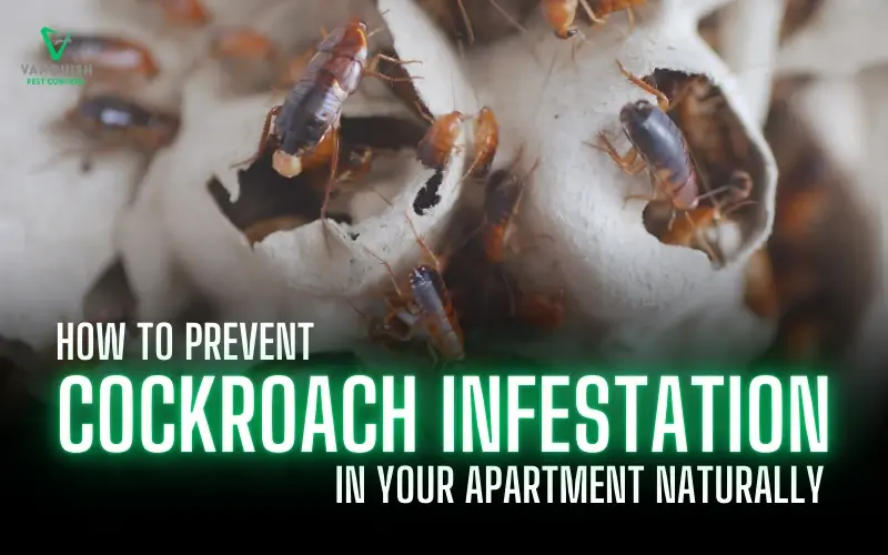 Prevent Cockroach Infestation